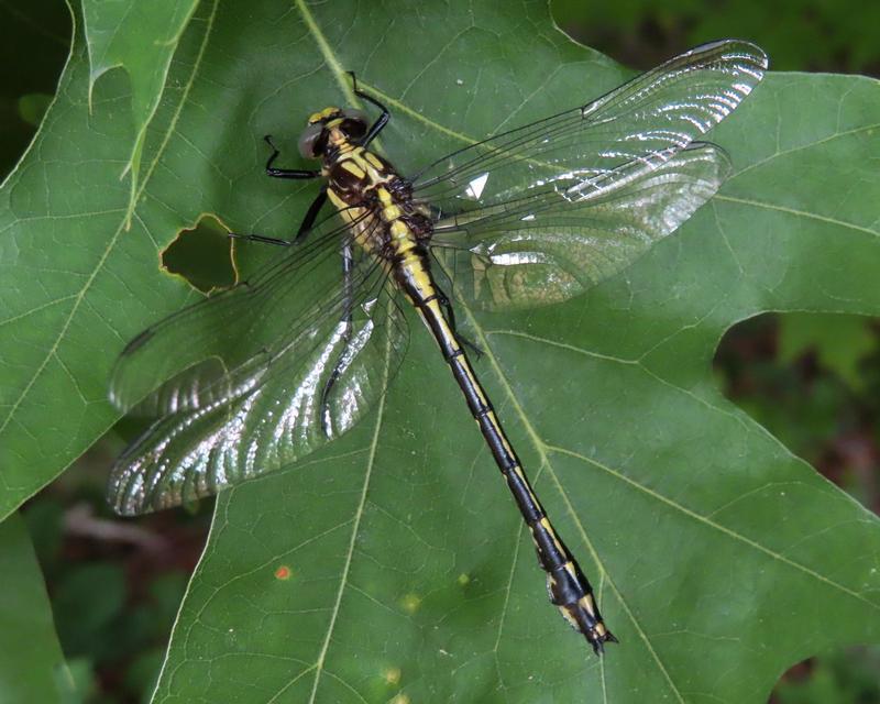 Photo of Black-shouldered Spinyleg