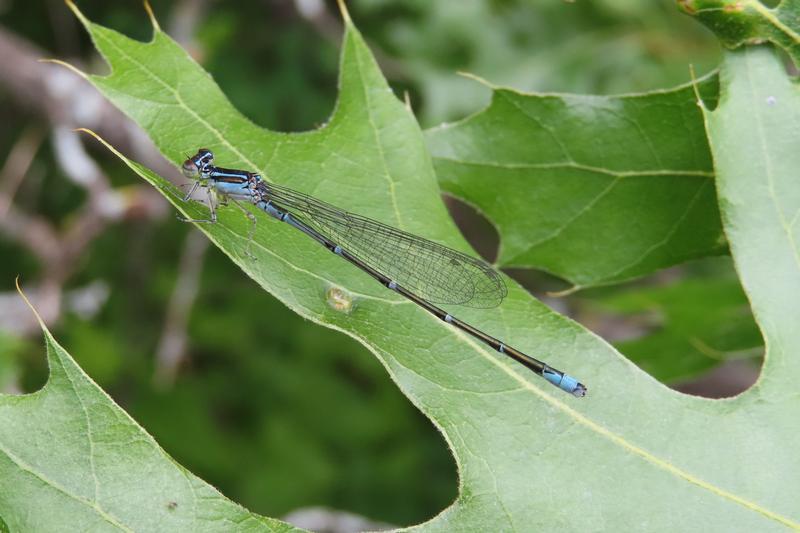 Photo of Stream Bluet