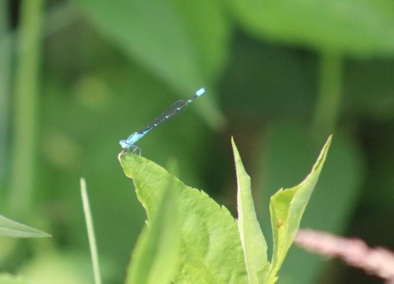 Photo of Slender Bluet