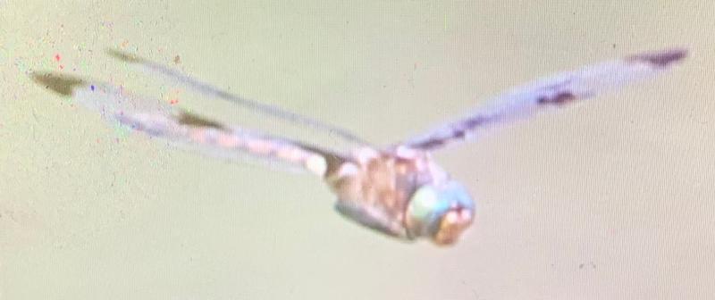 Photo of Prince Baskettail