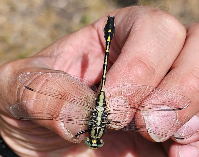 Photo of Midland Clubtail