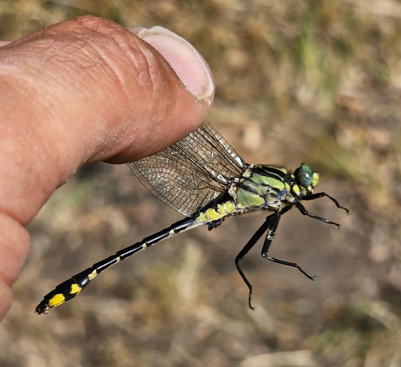 Photo of Midland Clubtail