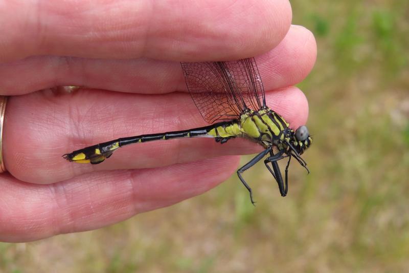 Photo of Cobra Clubtail