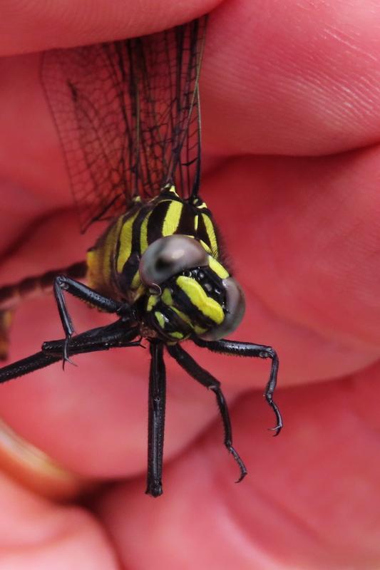 Photo of Cobra Clubtail