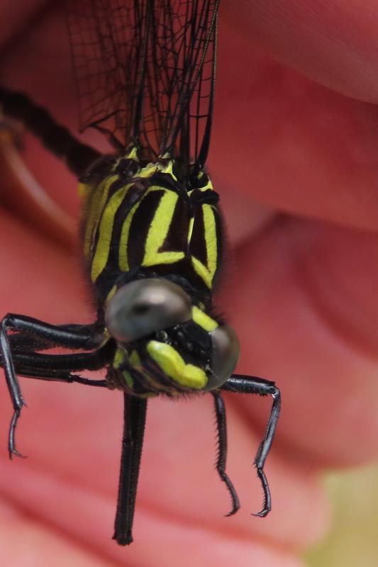 Photo of Cobra Clubtail