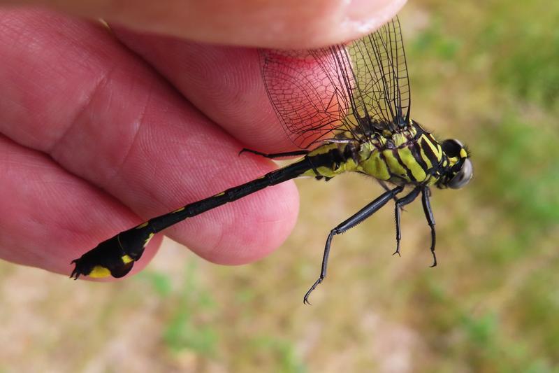 Photo of Cobra Clubtail