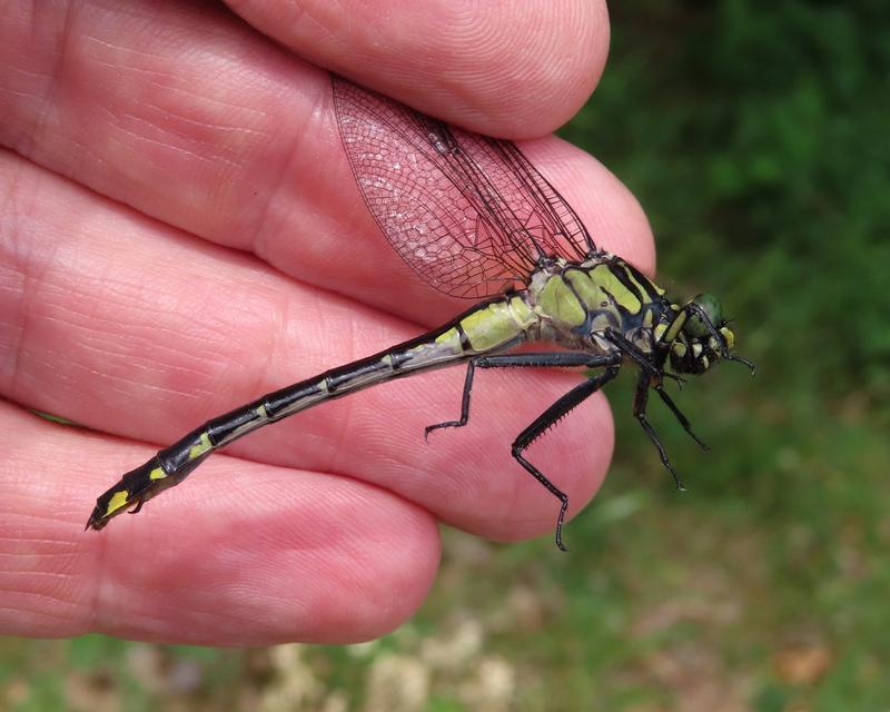 Photo of Cobra Clubtail