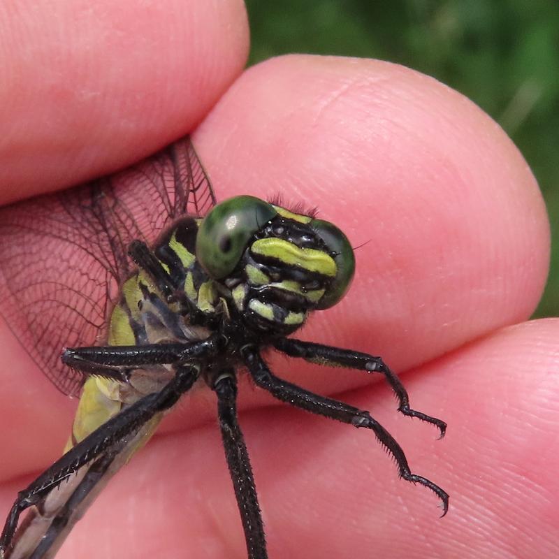 Photo of Cobra Clubtail