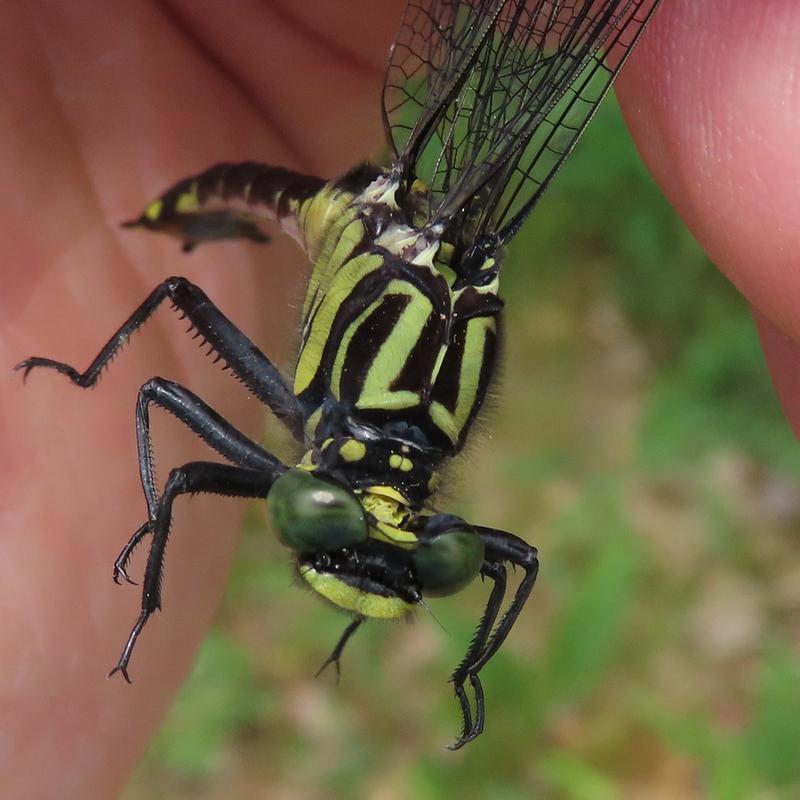 Photo of Cobra Clubtail