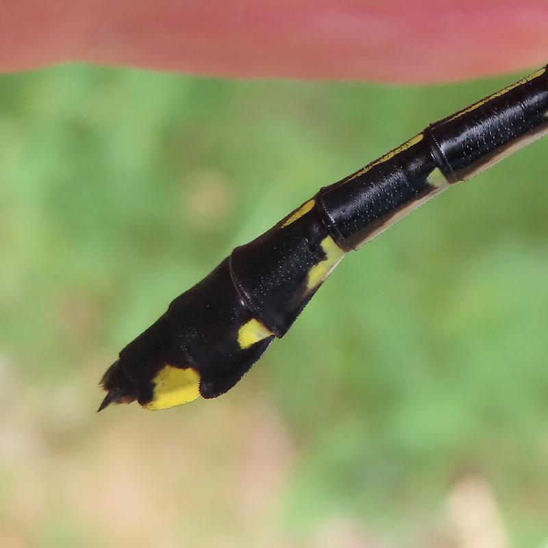 Photo of Cobra Clubtail