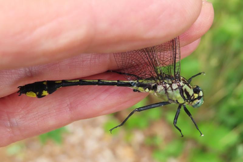 Photo of Midland Clubtail