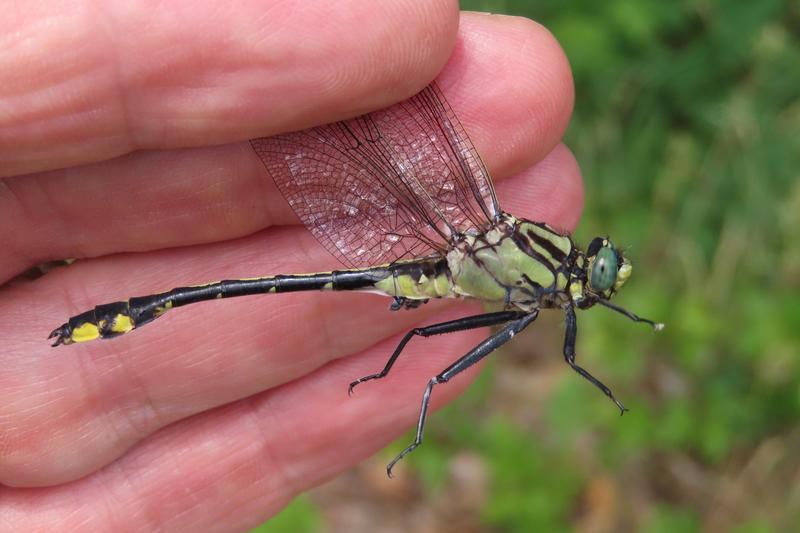 Photo of Midland Clubtail