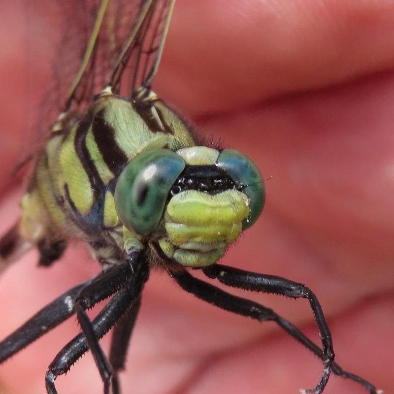 Photo of Midland Clubtail