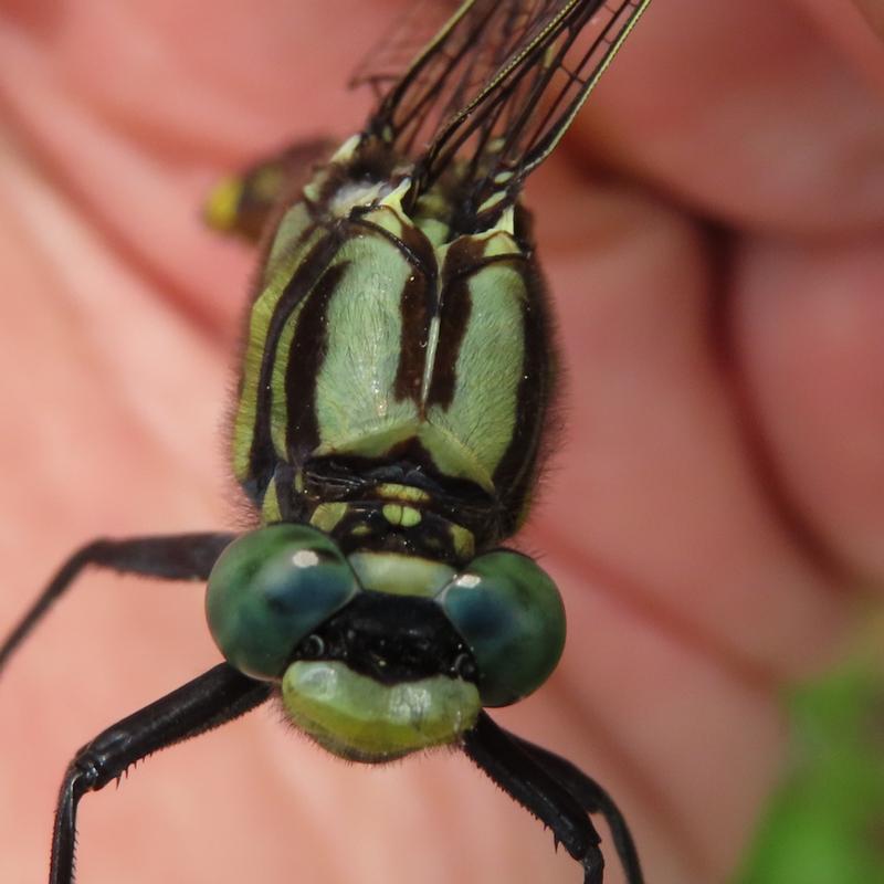 Photo of Midland Clubtail