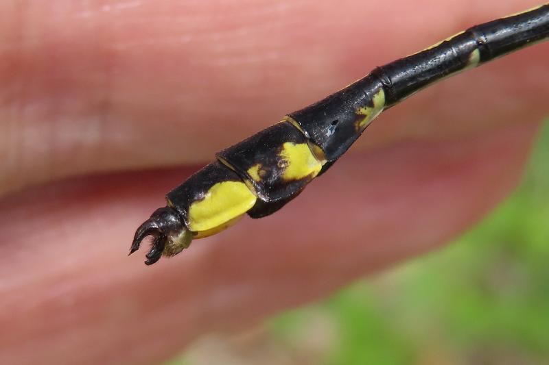 Photo of Midland Clubtail