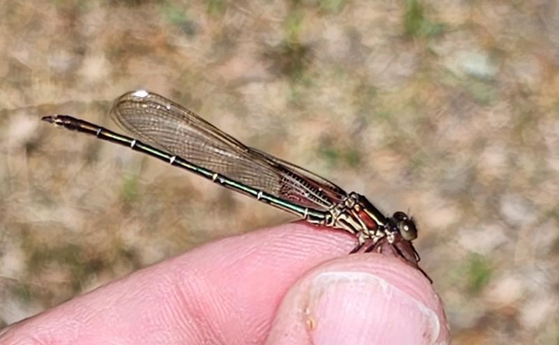 Photo of American Rubyspot