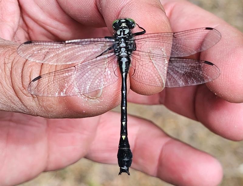 Photo of Green-faced Clubtail