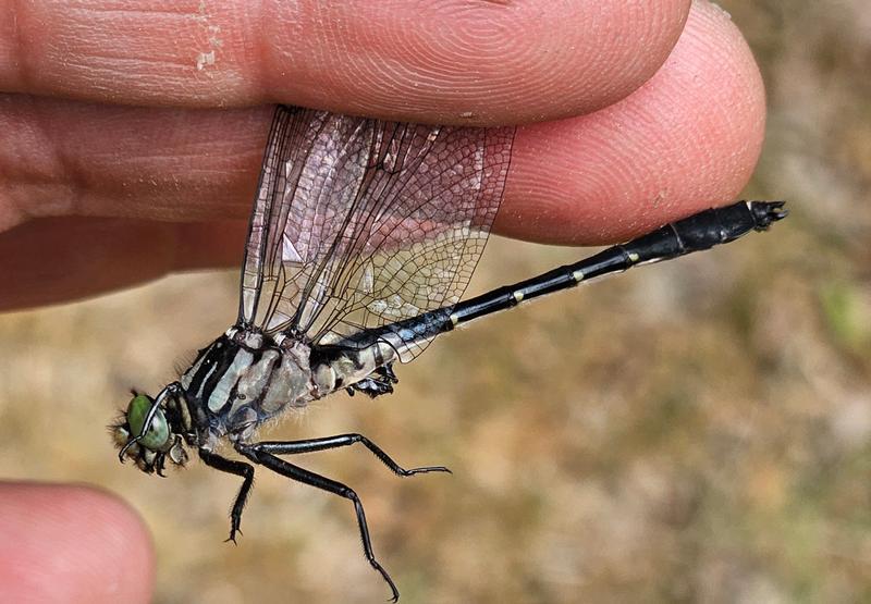 Photo of Green-faced Clubtail