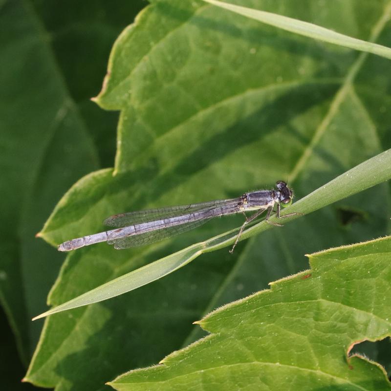 Photo of Eastern Forktail