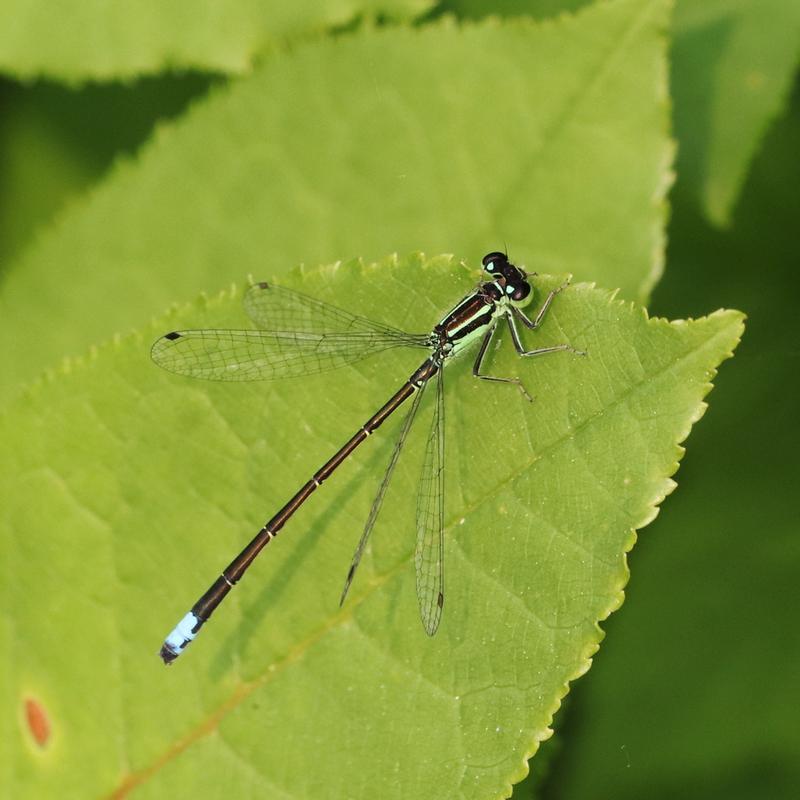 Photo of Eastern Forktail