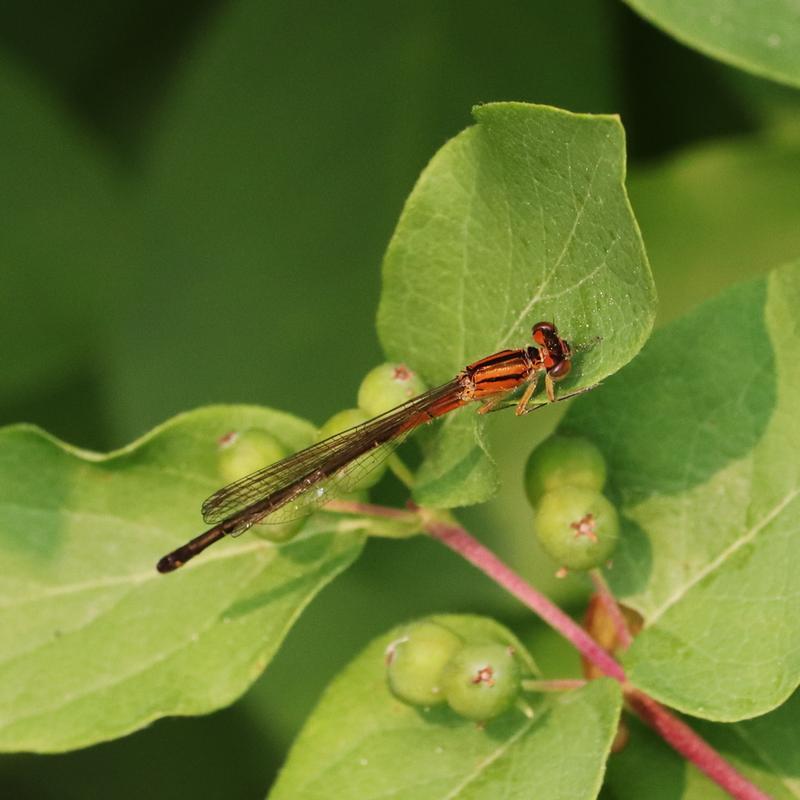 Photo of Eastern Forktail