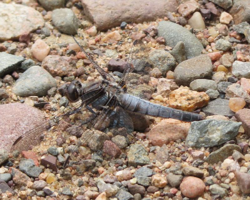 Photo of Chalk-fronted Corporal