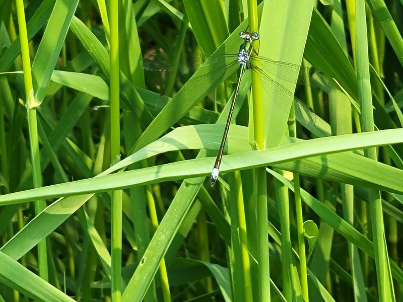 Photo of Elegant Spreadwing