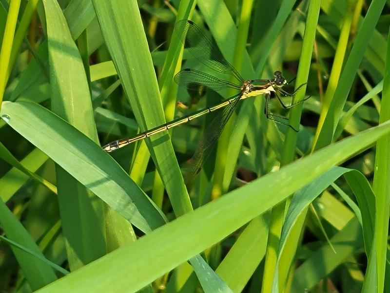 Photo of Elegant Spreadwing