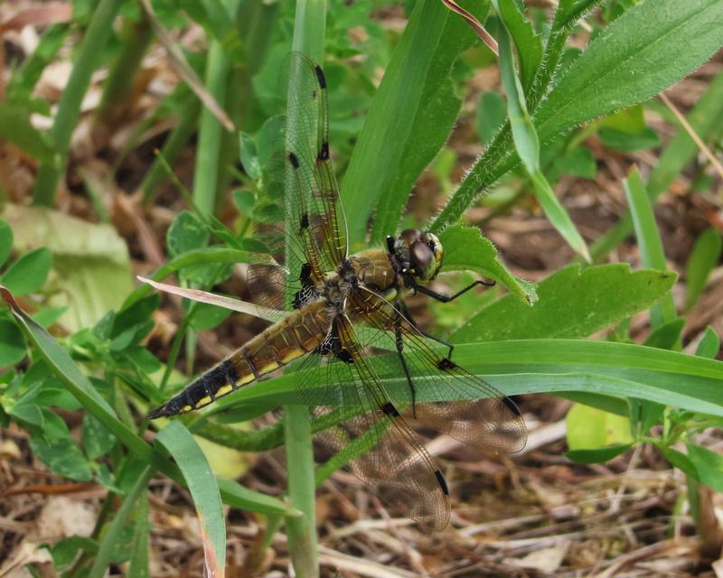 Photo of Four-spotted Skimmer