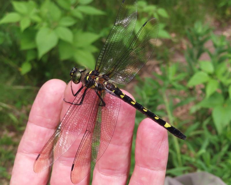 Photo of Swift River Cruiser (Illinois River Cruiser ssp.)