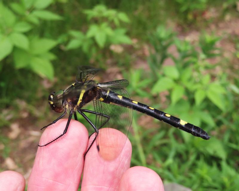 Photo of Swift River Cruiser (Illinois River Cruiser ssp.)