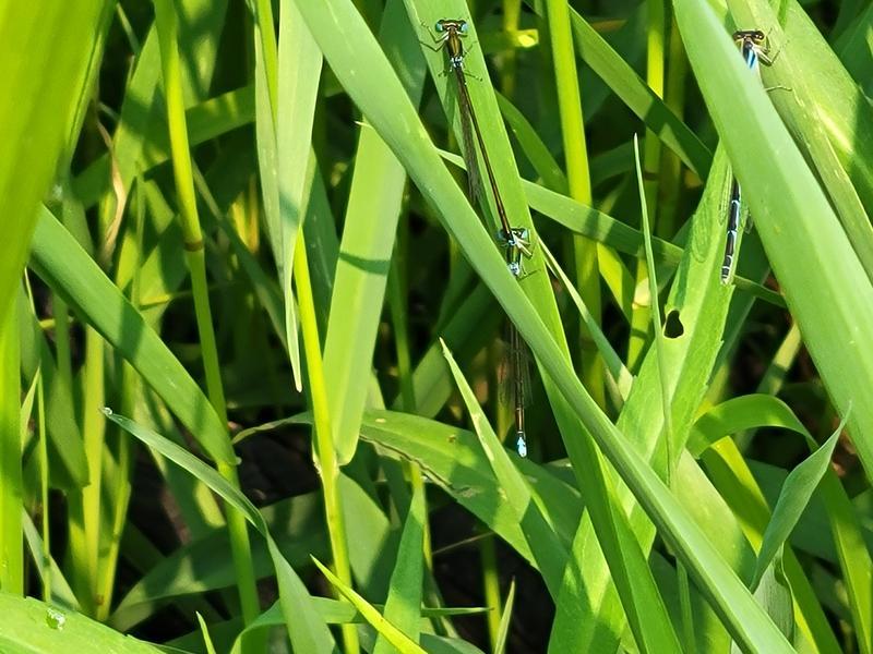 Photo of Sedge Sprite