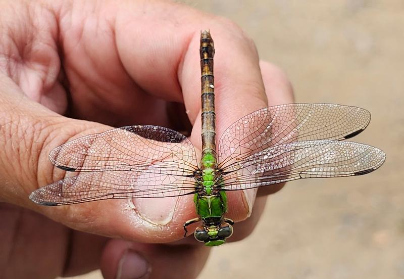 Photo of Rusty Snaketail