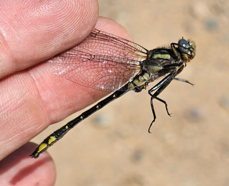 Photo of Rapids Clubtail