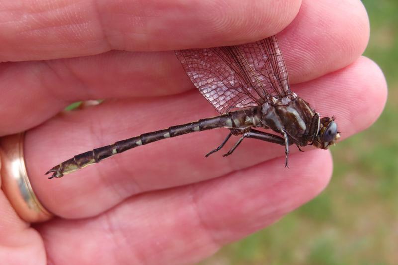 Photo of Ashy Clubtail