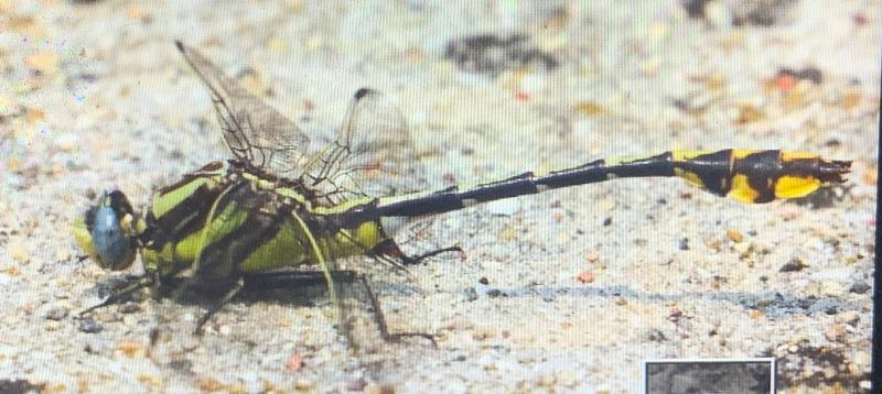 Photo of Plains Clubtail