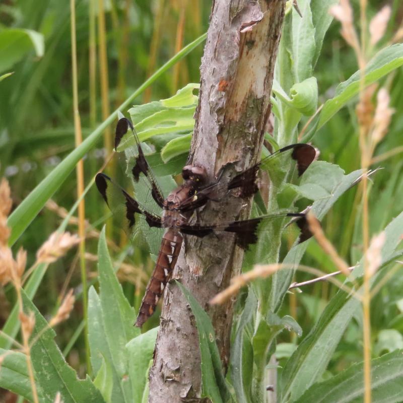 Photo of Common Whitetail