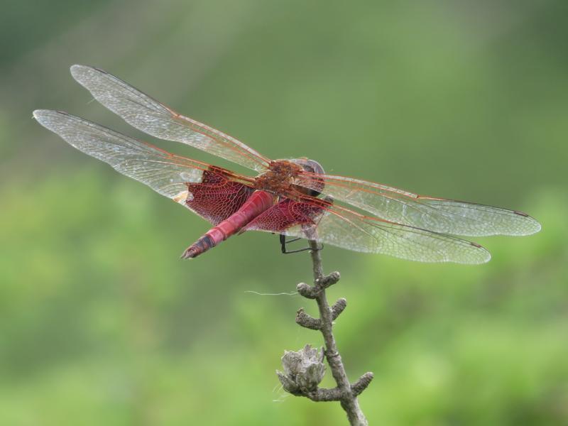 Photo of Carolina Saddlebags