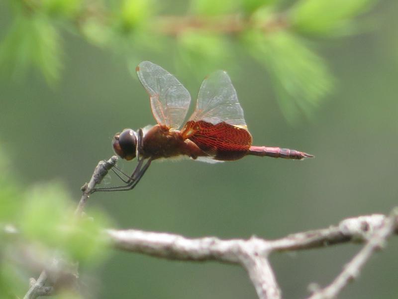 Photo of Carolina Saddlebags