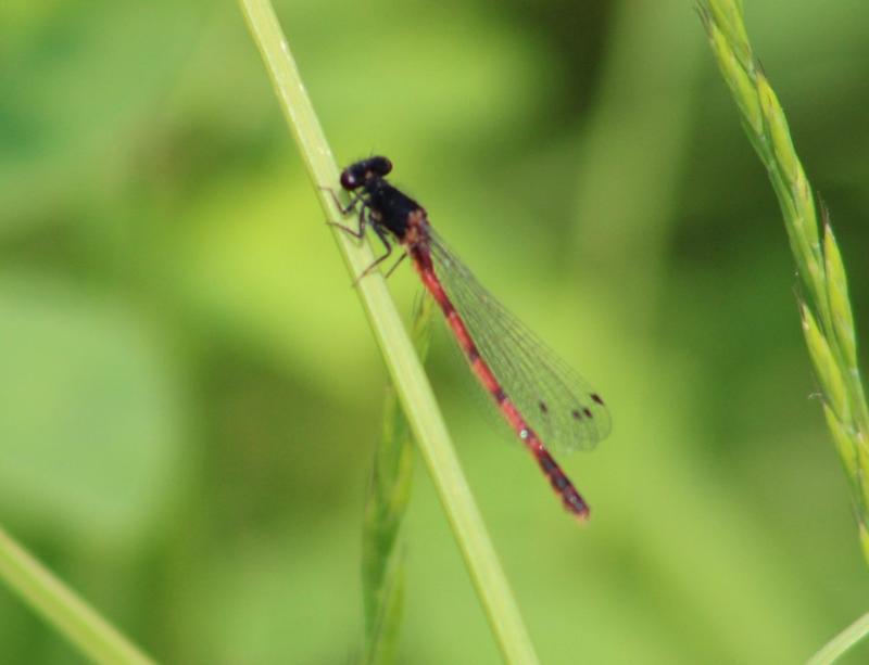 Photo of Western Red Damsel