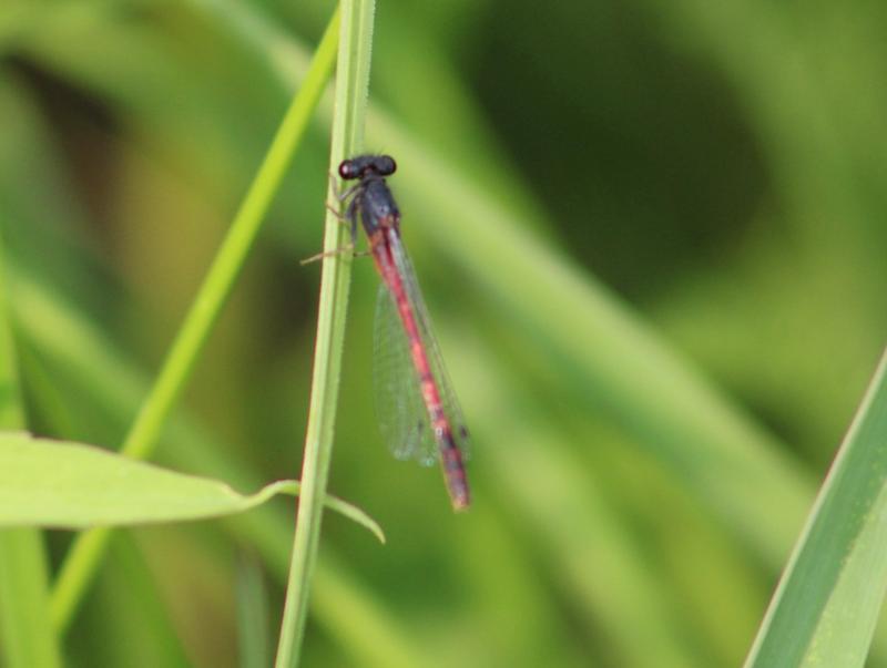 Photo of Western Red Damsel