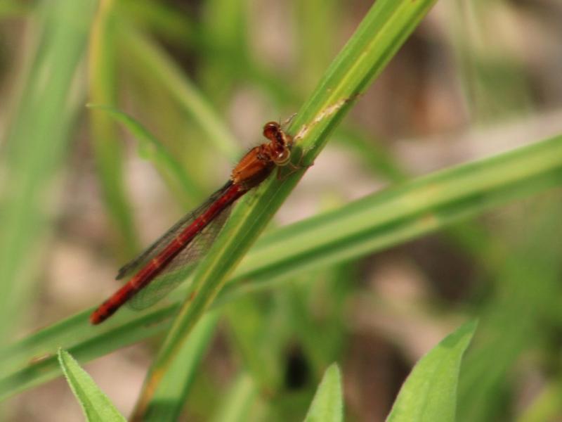 Photo of Western Red Damsel