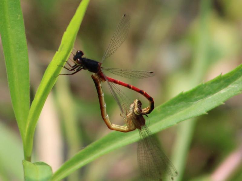 Photo of Western Red Damsel