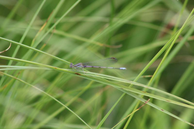 Photo of Variable Dancer (Violet Dancer ssp.)