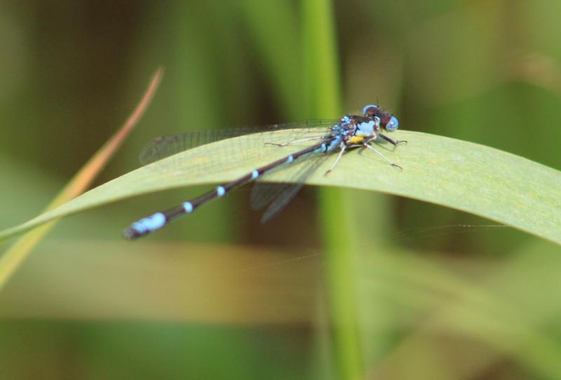 Photo of Aurora Damsel