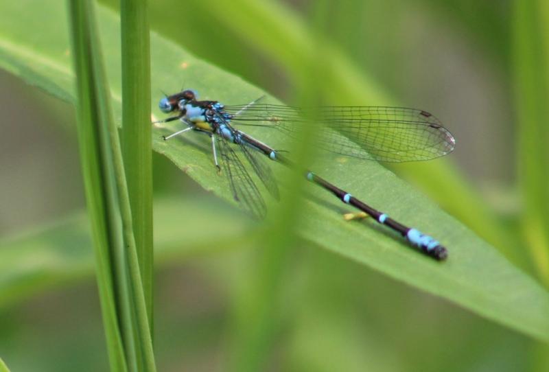 Photo of Aurora Damsel