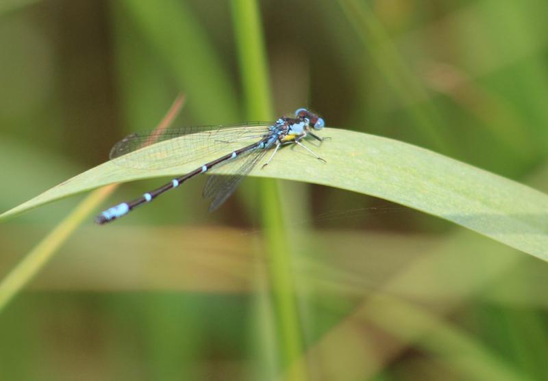 Photo of Aurora Damsel