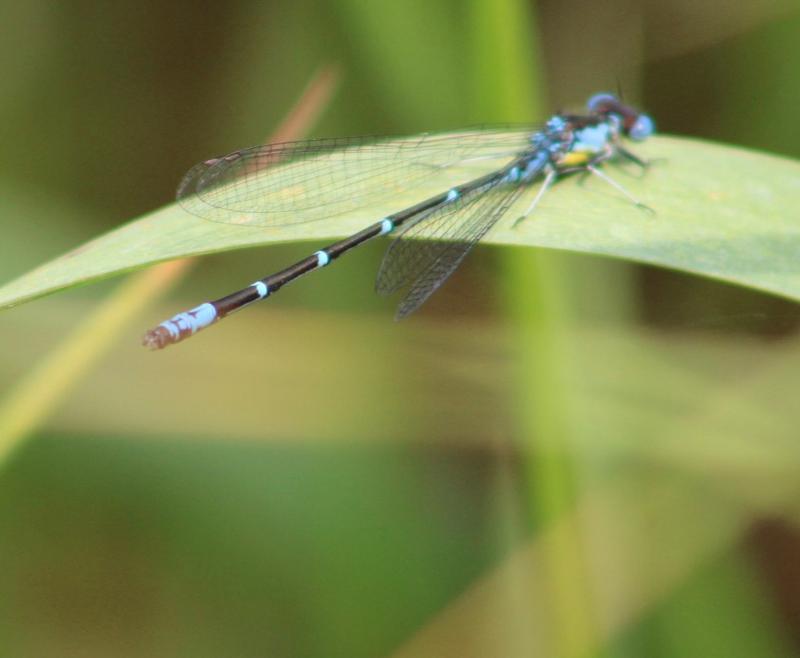 Photo of Aurora Damsel