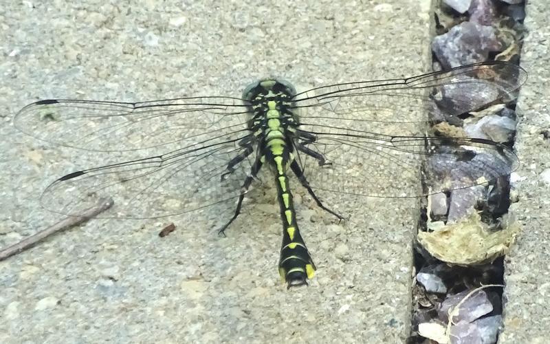 Photo of Midland Clubtail