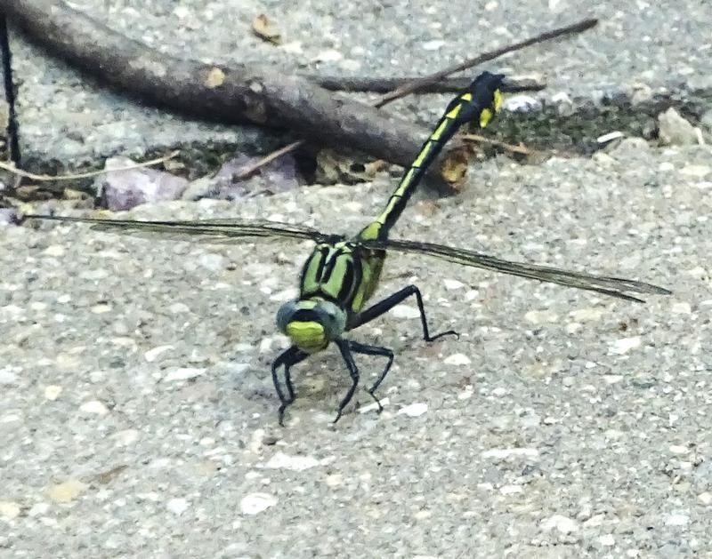 Photo of Midland Clubtail